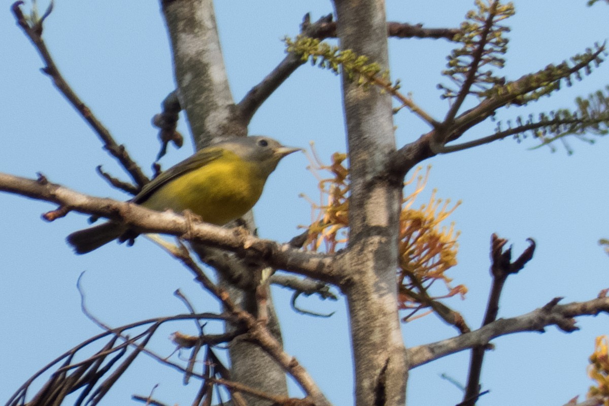 Nashville Warbler - ML23999601