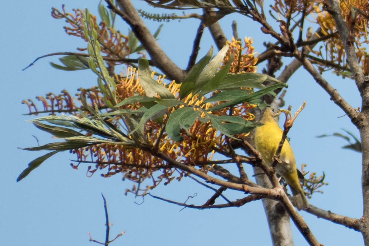 Nashville Warbler - ML23999611