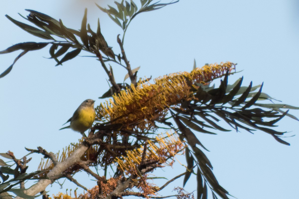 Nashville Warbler - ML23999621