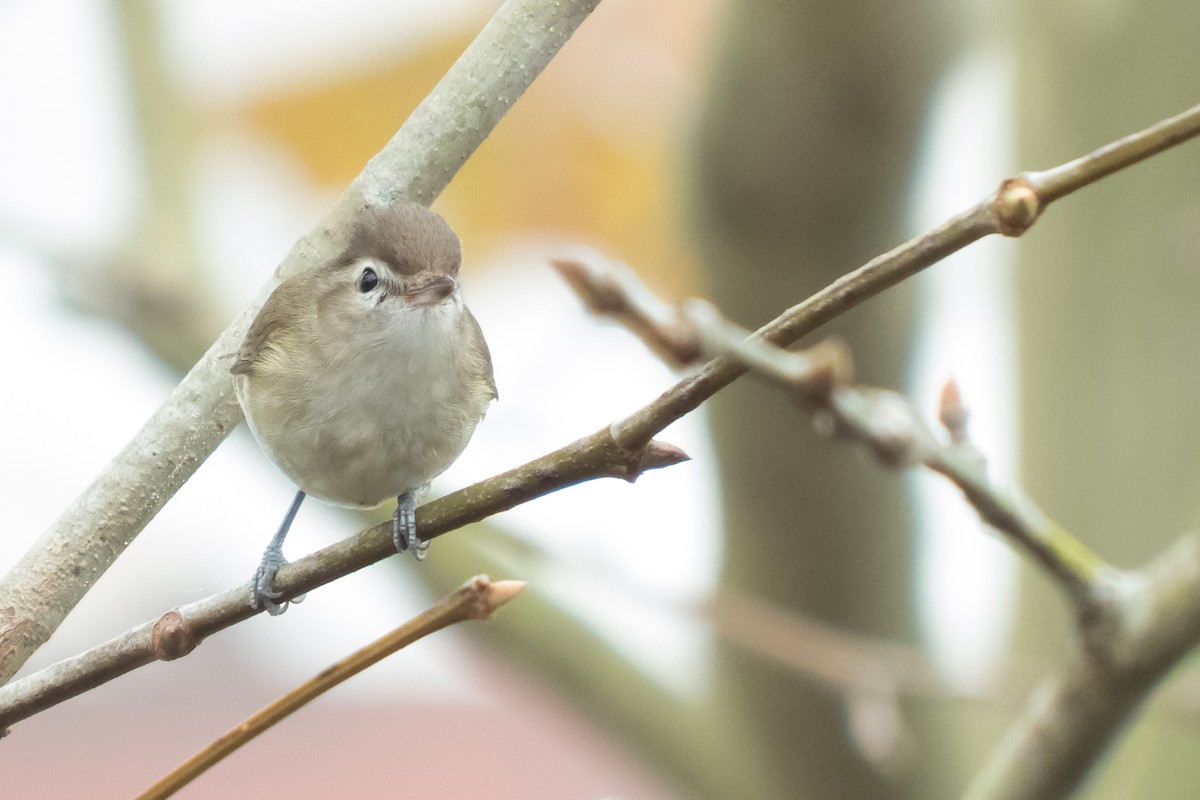 Brown-capped Vireo - Oscar Marín