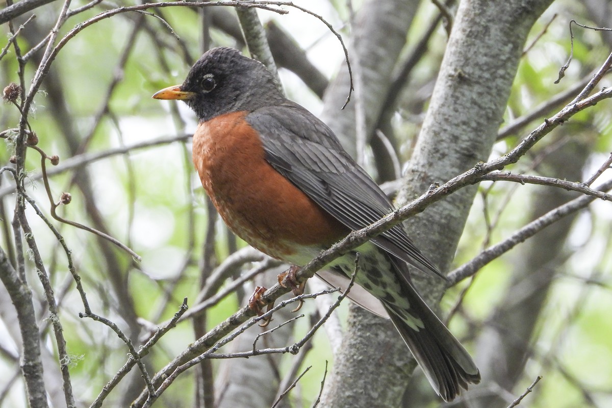 American Robin - Jeanette Stone