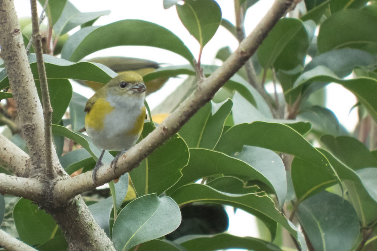 Yellow-throated Euphonia - ML23999821