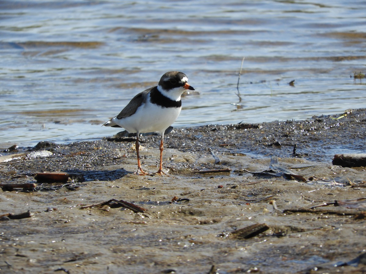 Semipalmated Plover - ML239998231