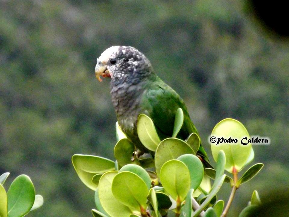 Speckle-faced Parrot - ML239998311