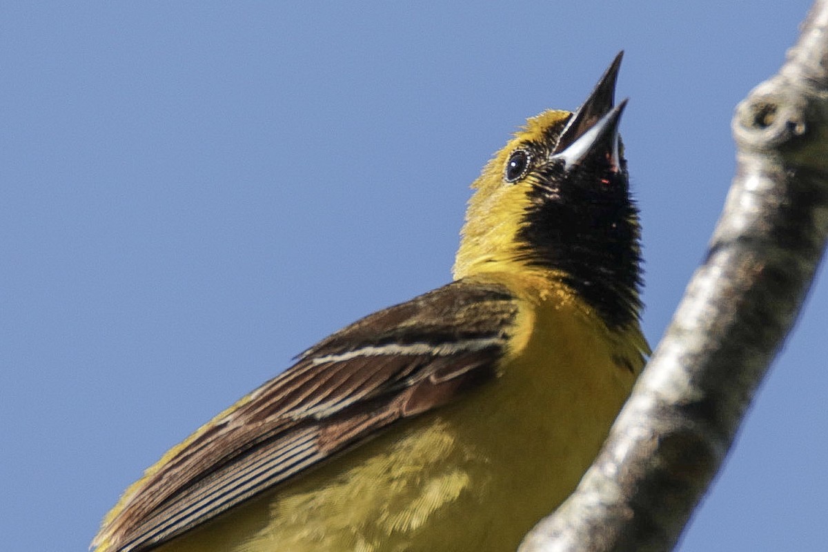 Orchard Oriole - ML239999261