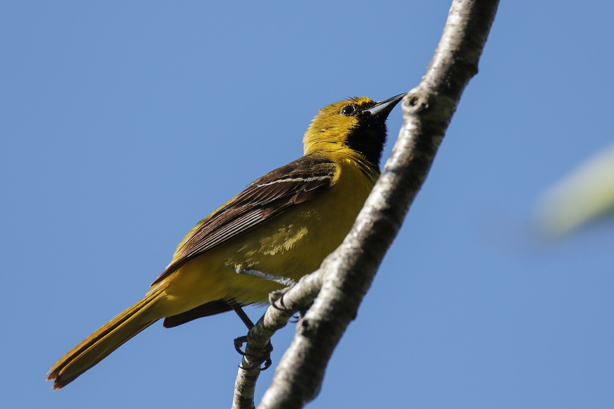 Orchard Oriole - ML239999271