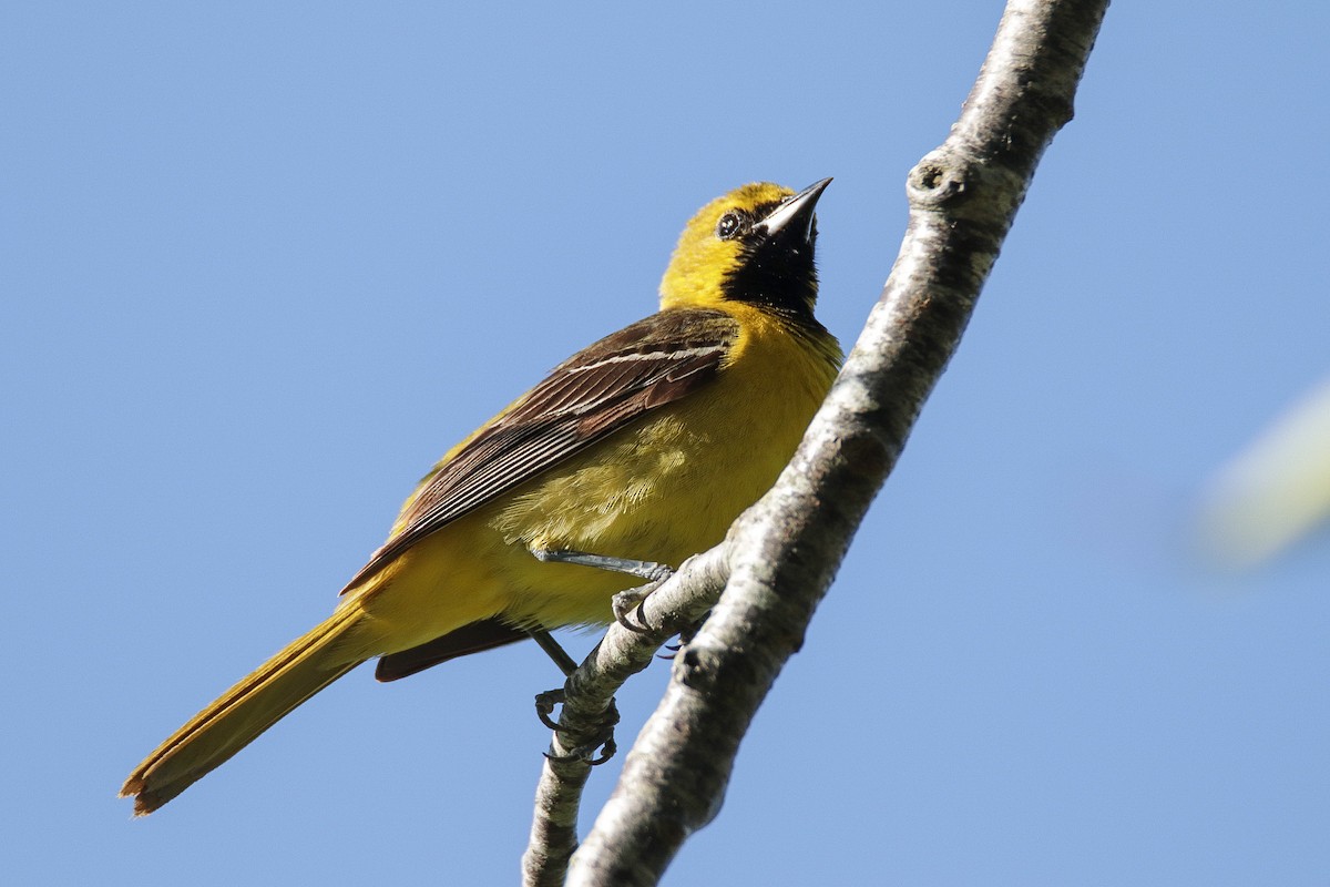Orchard Oriole - ML239999281