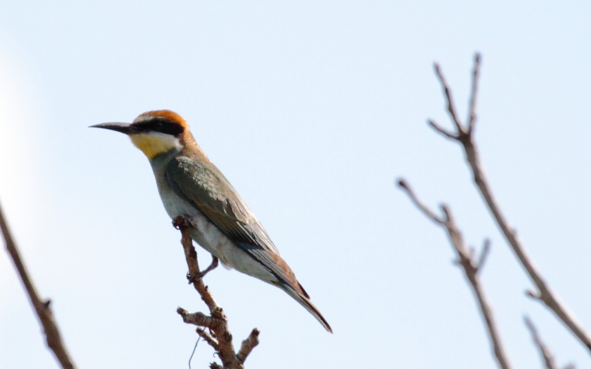 European Bee-eater - ML239999731