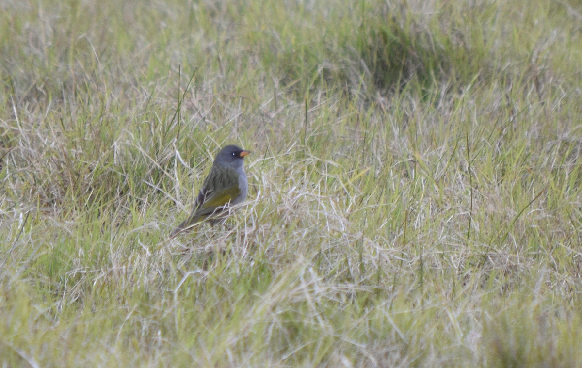 Great Pampa-Finch - ML240001251