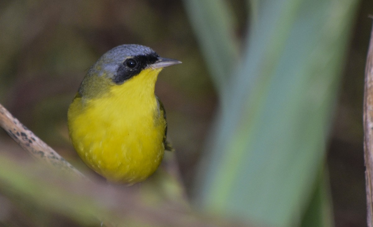 Southern Yellowthroat - ML240001471