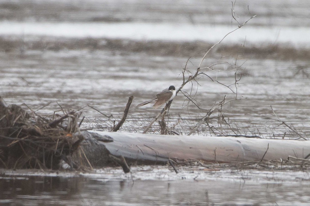 Fork-tailed Flycatcher - ML240001791