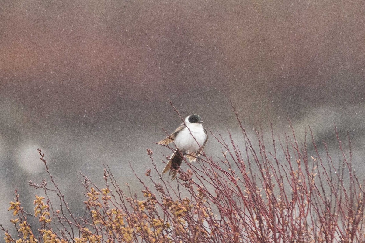 Fork-tailed Flycatcher - ML240001911