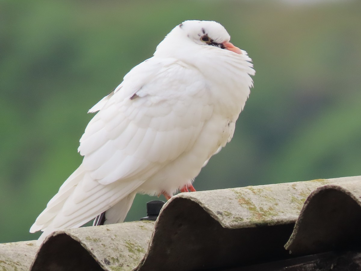Rock Pigeon (Feral Pigeon) - Alfonso Auerbach