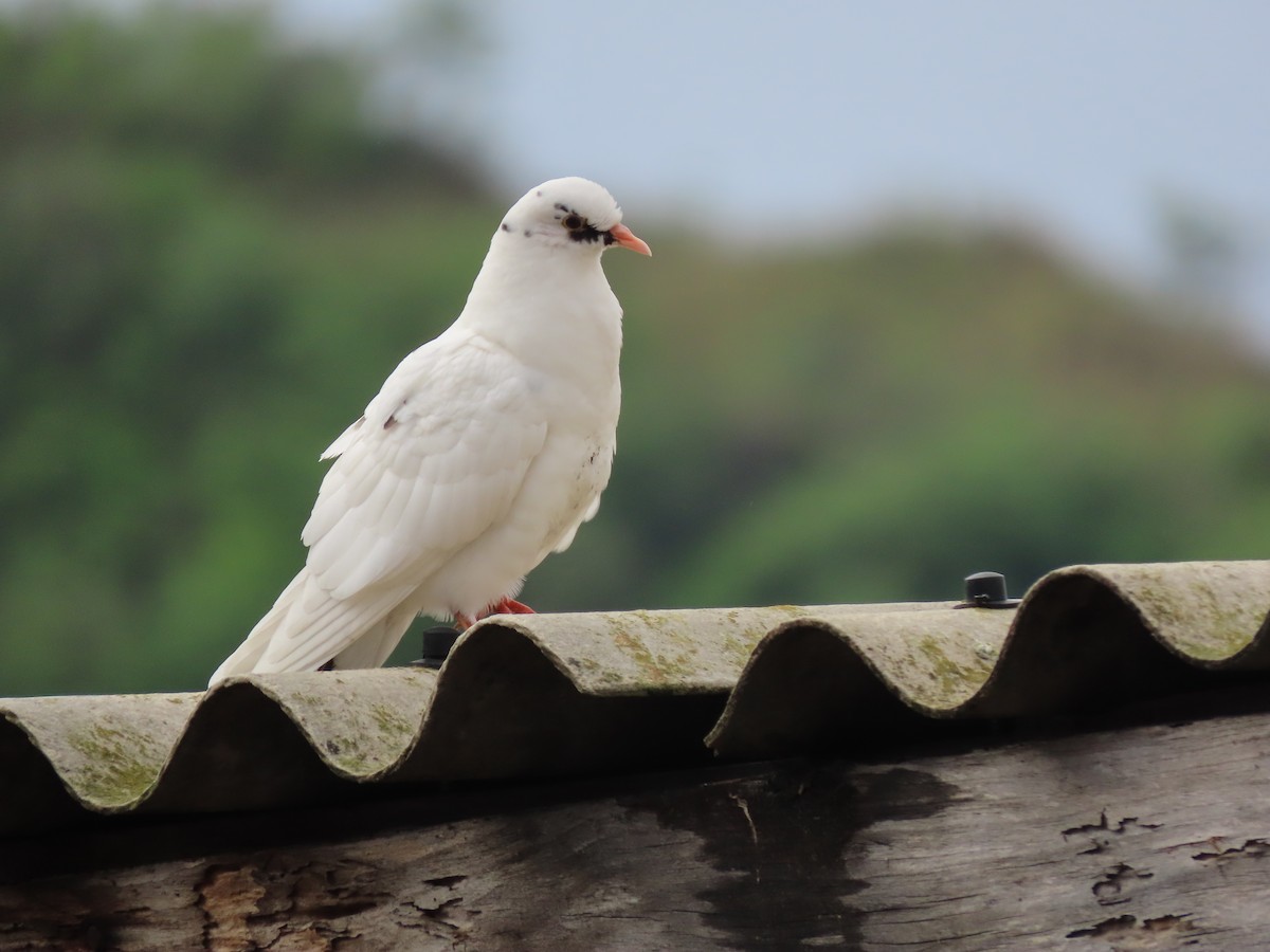 Rock Pigeon (Feral Pigeon) - Alfonso Auerbach