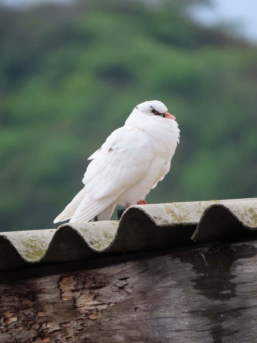 Rock Pigeon (Feral Pigeon) - Alfonso Auerbach