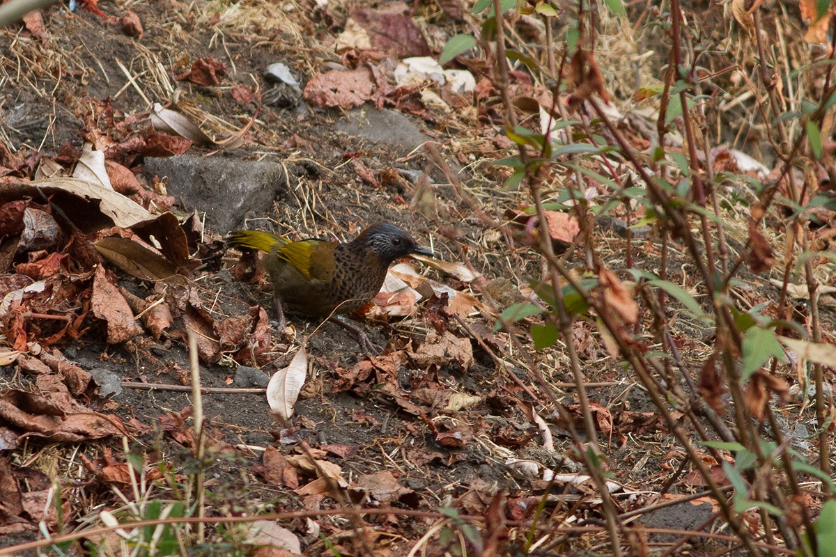 Chestnut-crowned Laughingthrush - Dibyendu Ash