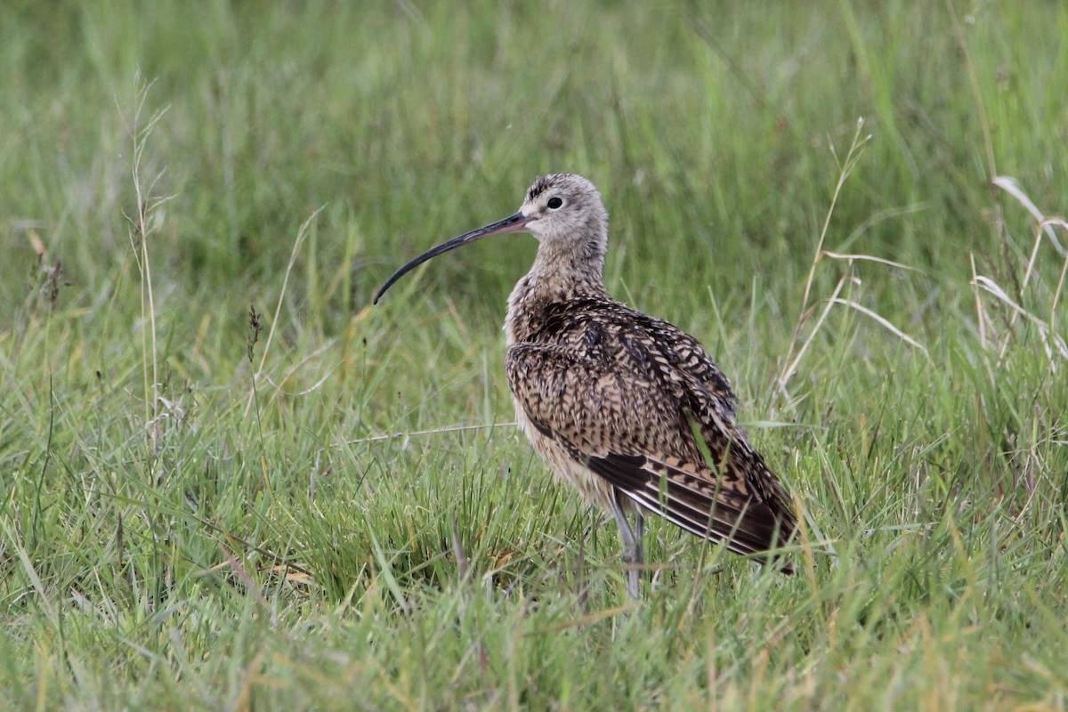 Long-billed Curlew - Bobby Walz