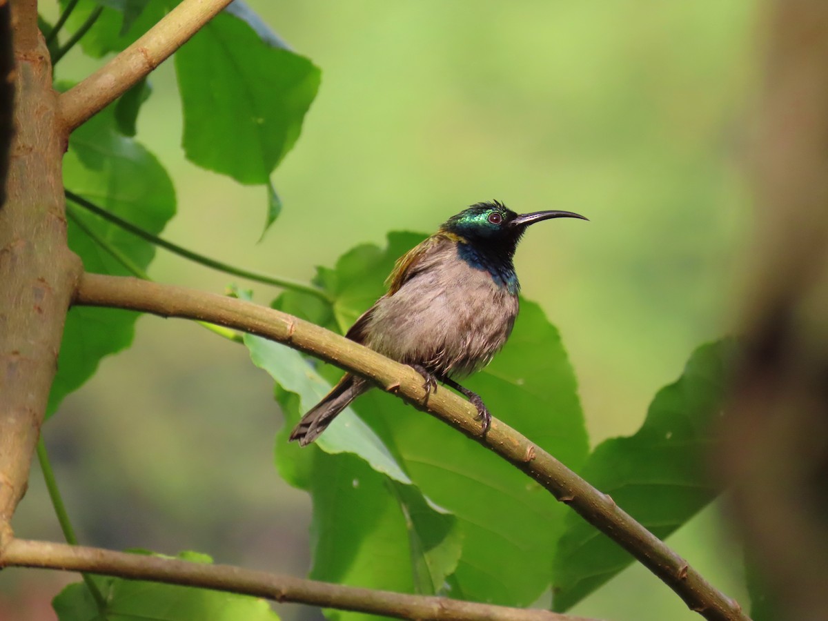 Green-headed Sunbird - ML240003911