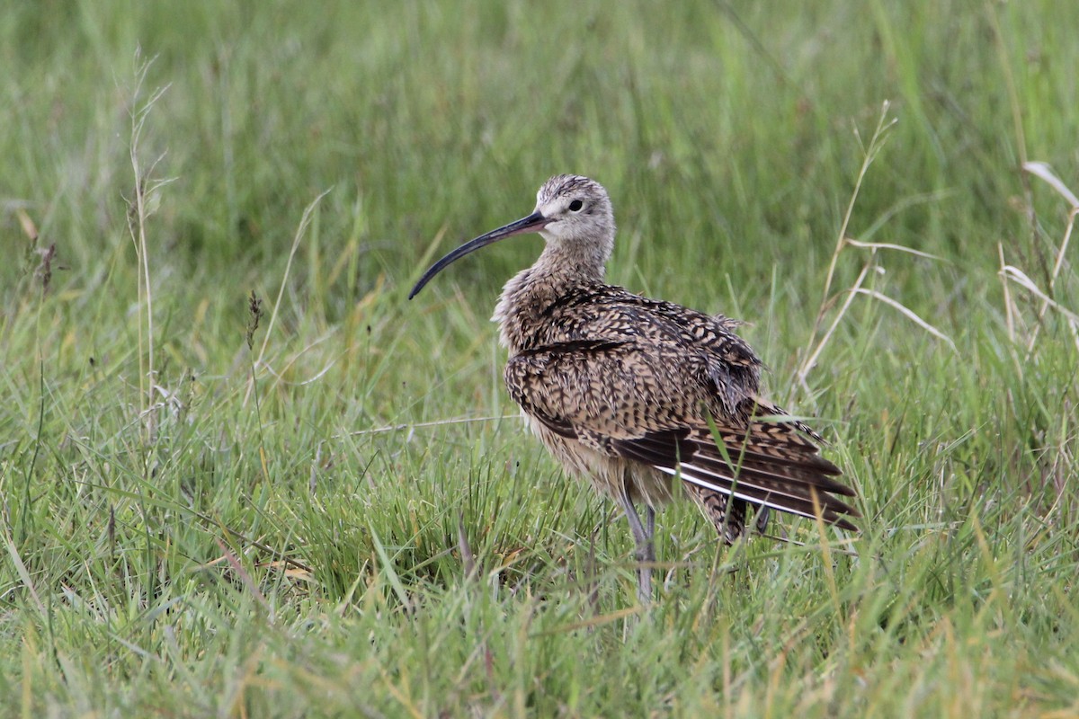 Long-billed Curlew - Bobby Walz