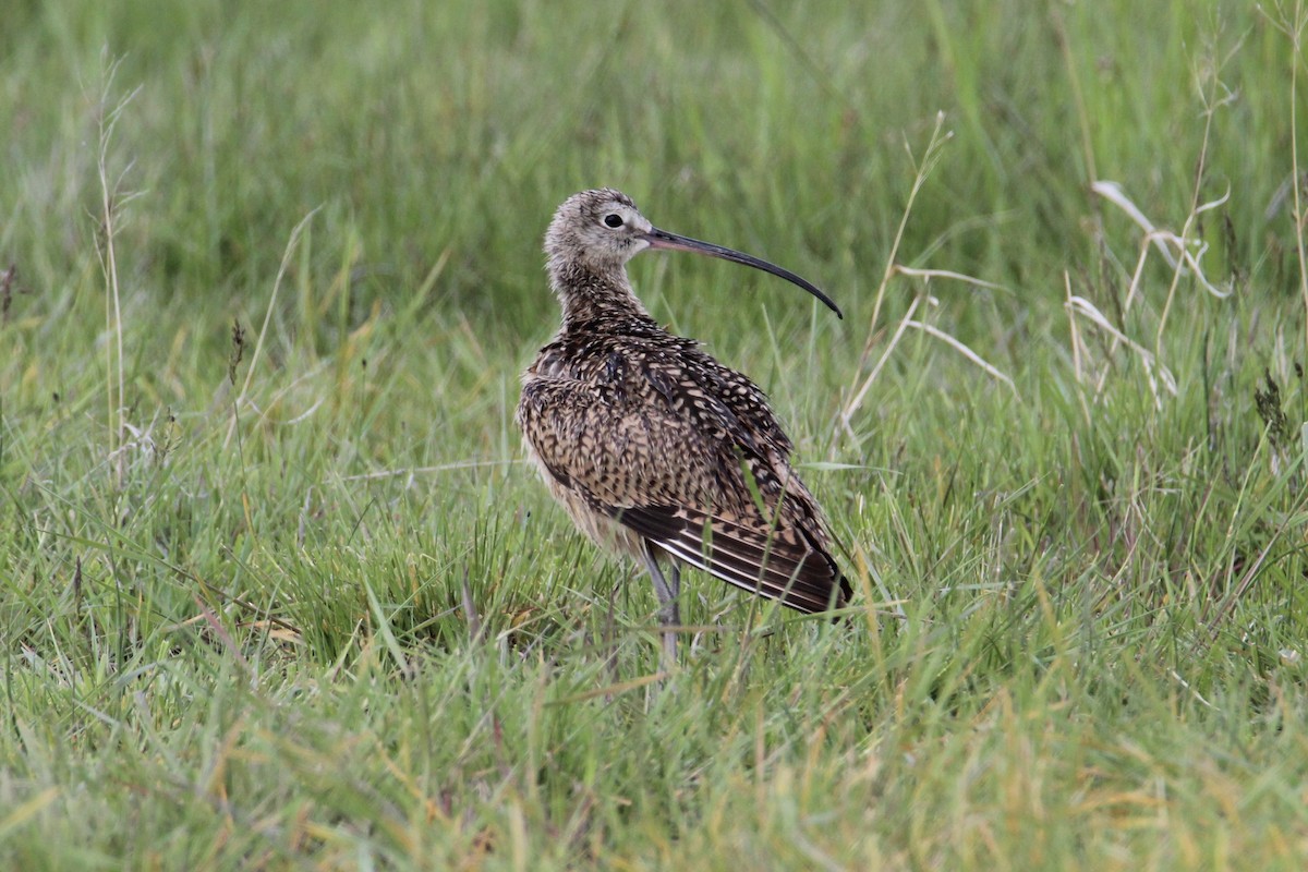 Long-billed Curlew - Bobby Walz