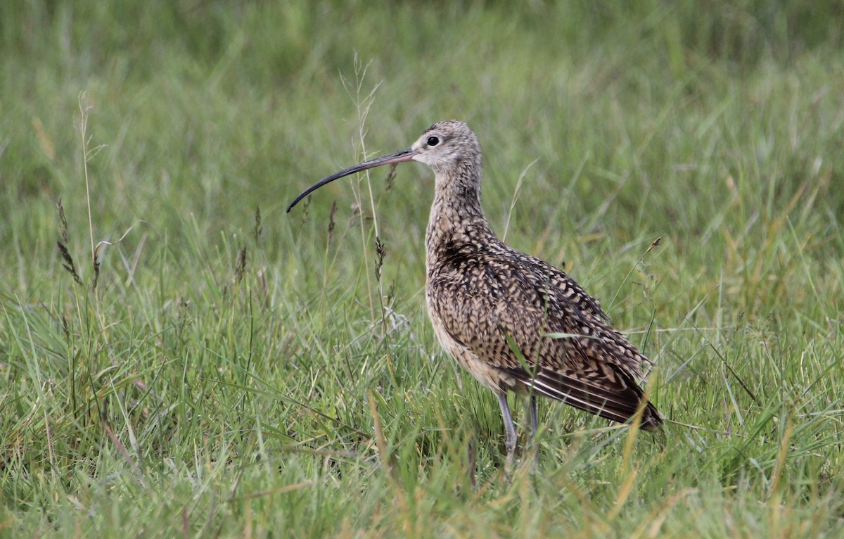 Long-billed Curlew - Bobby Walz