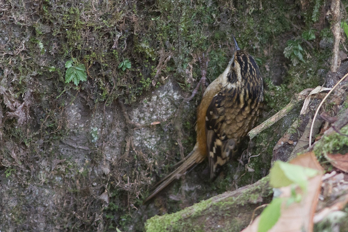 Rusty-flanked Treecreeper - ML240004471