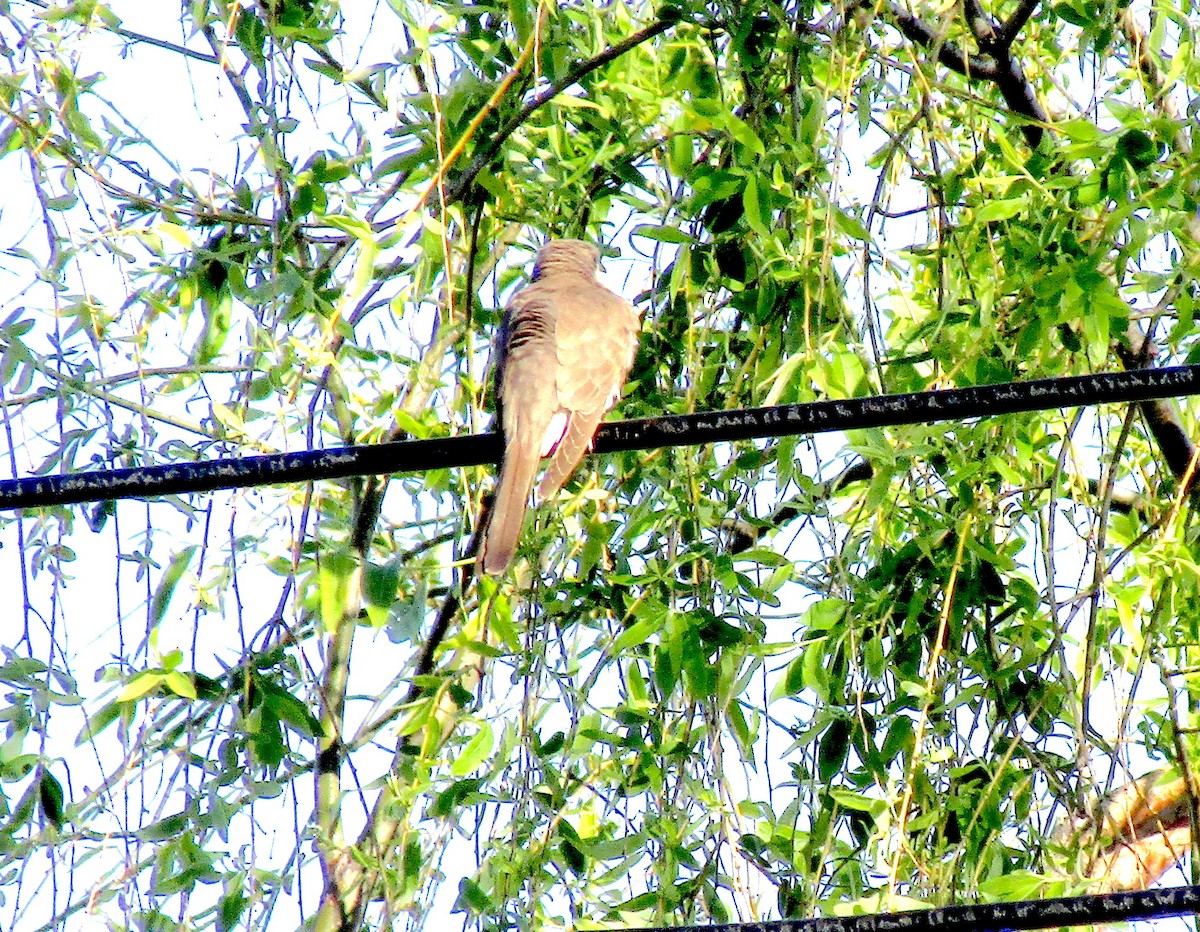 Yellow-billed Cuckoo - ML240007731