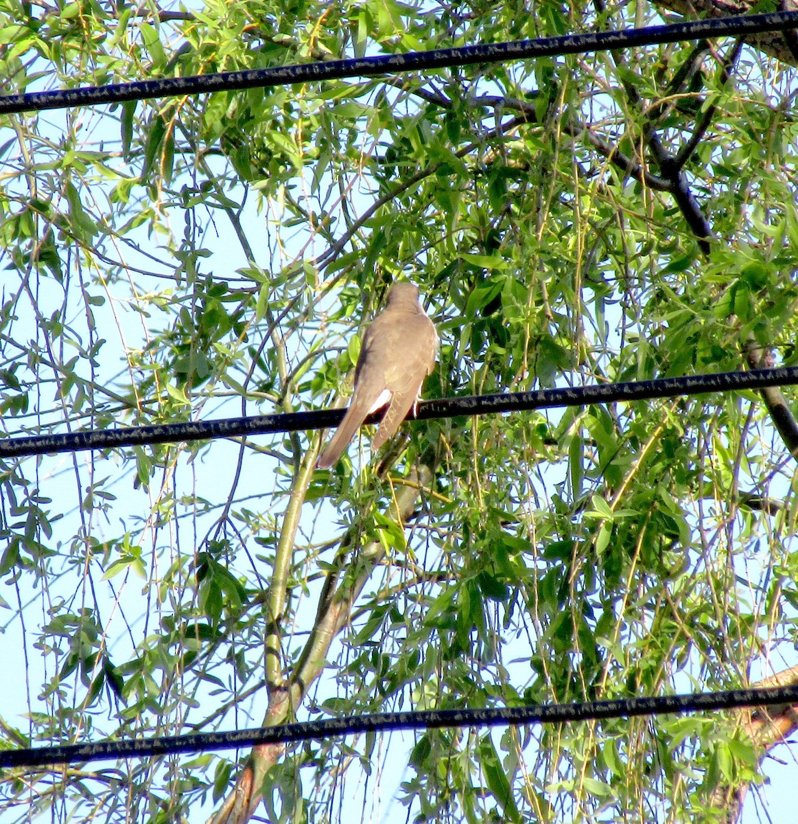 Yellow-billed Cuckoo - Ryan Serio