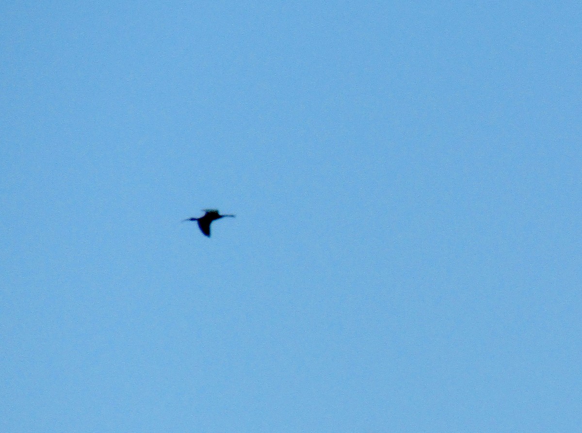 ibis hnědý - ML240007951