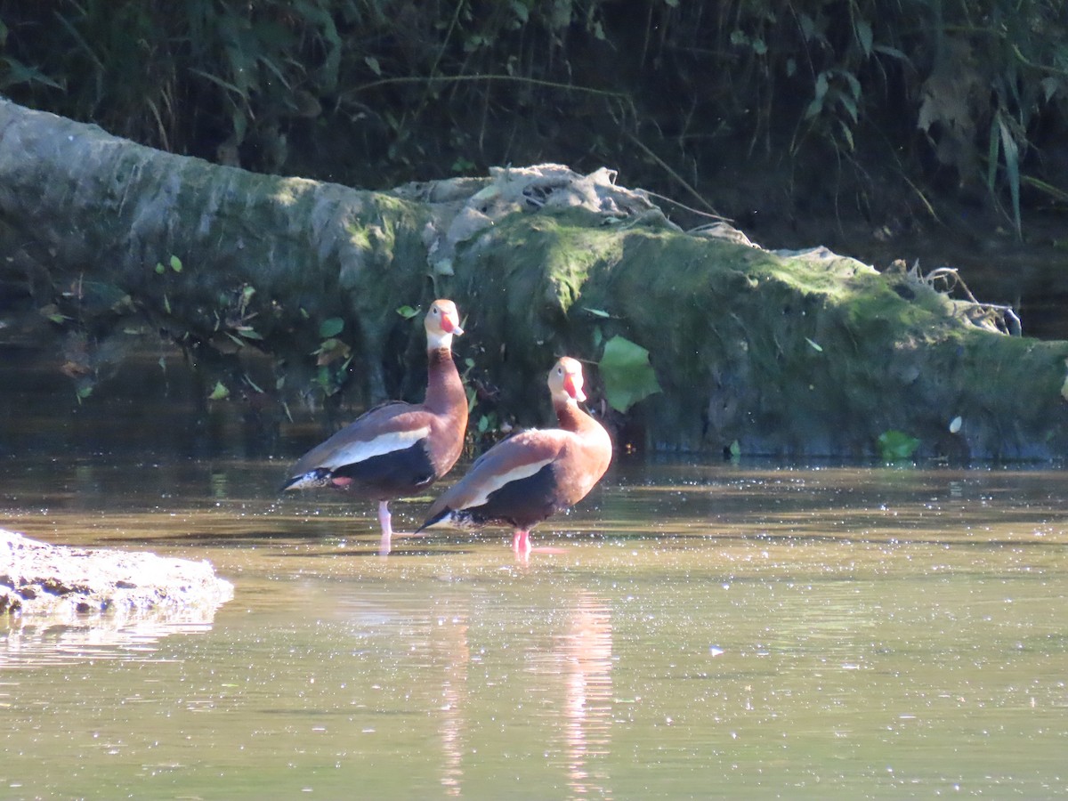 Black-bellied Whistling-Duck - ML240008901