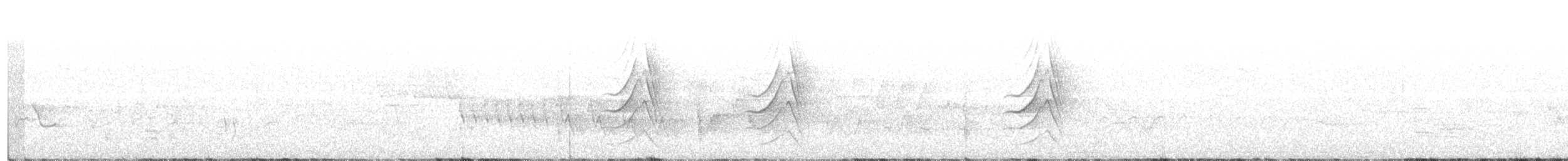 Canapino maggiore - ML240008951