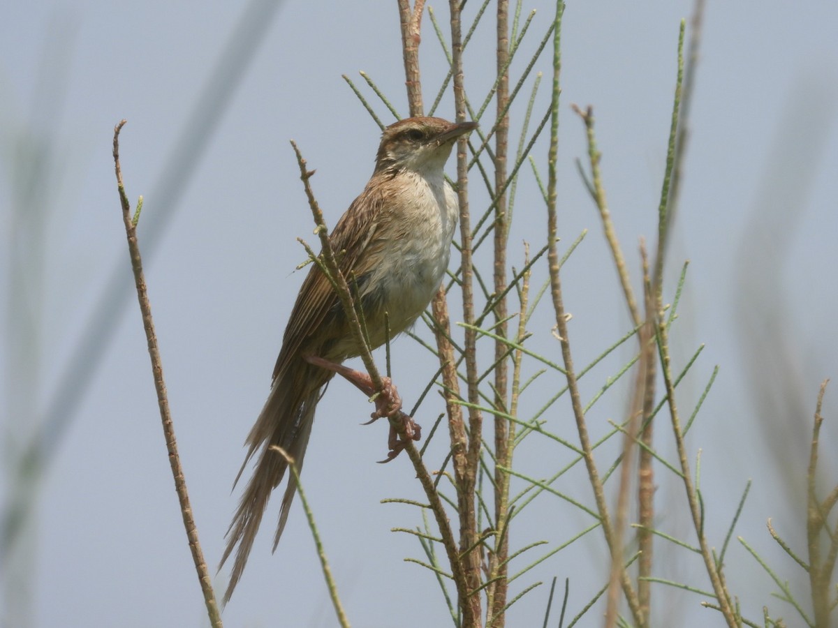 Striated Grassbird - Lakshmikant Neve