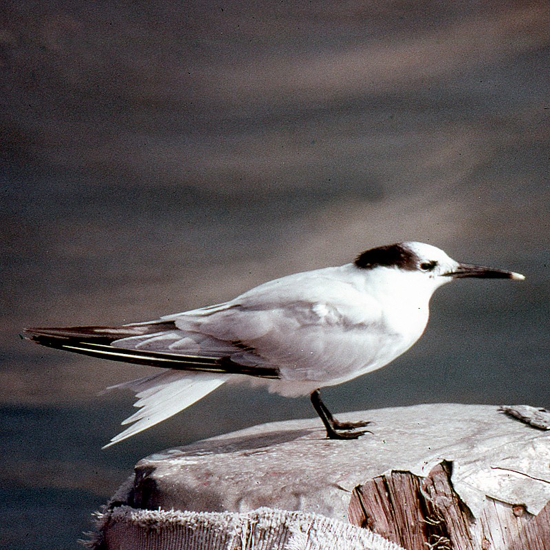 Sandwich Tern - ML240011011
