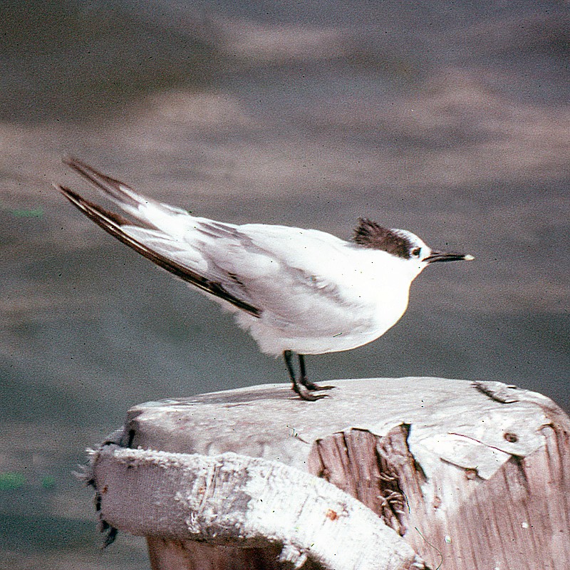 Sandwich Tern - ML240011041