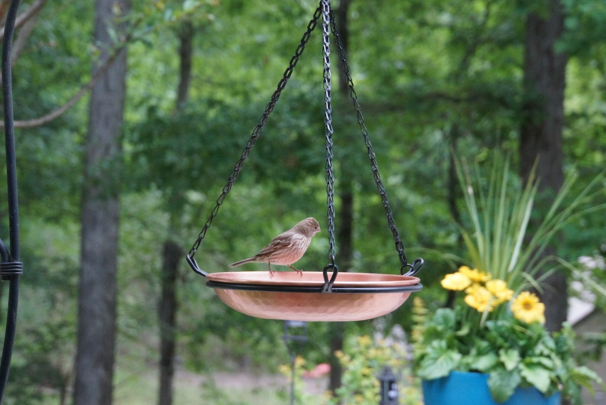 House Finch - Michelle Cheng