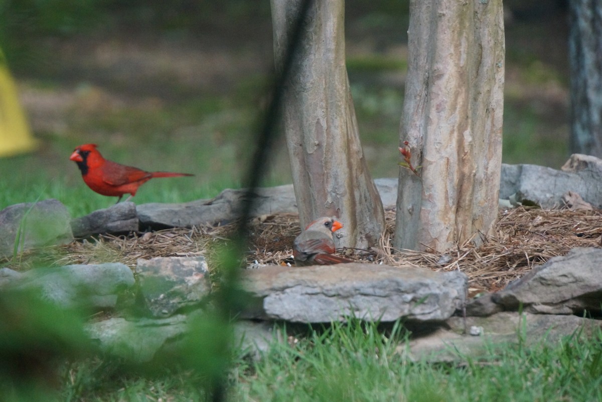 Cardinal rouge - ML240016431