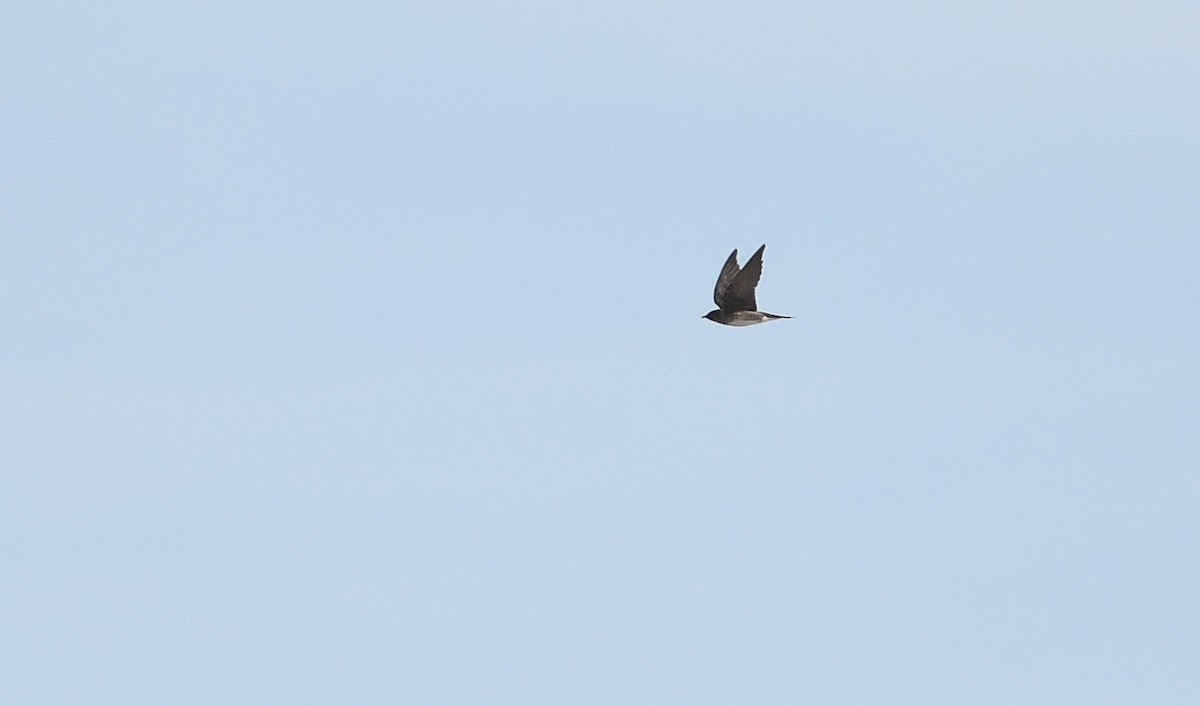 Golondrina Purpúrea - ML240017681