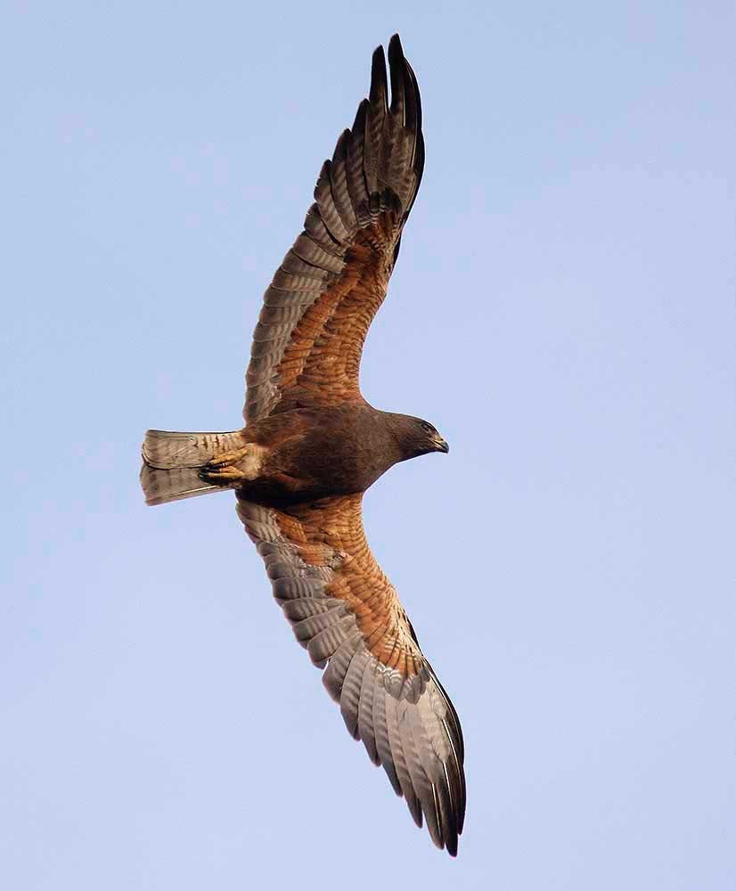 Swainson's Hawk - ML240018051