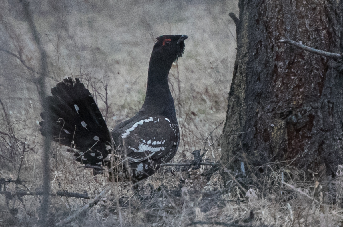 Steinauerhuhn - ML240019111