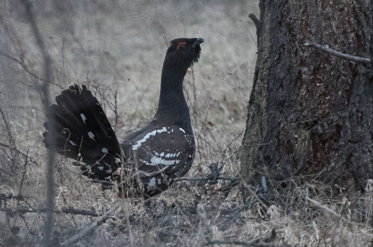 Black-billed Capercaillie - ML240019111