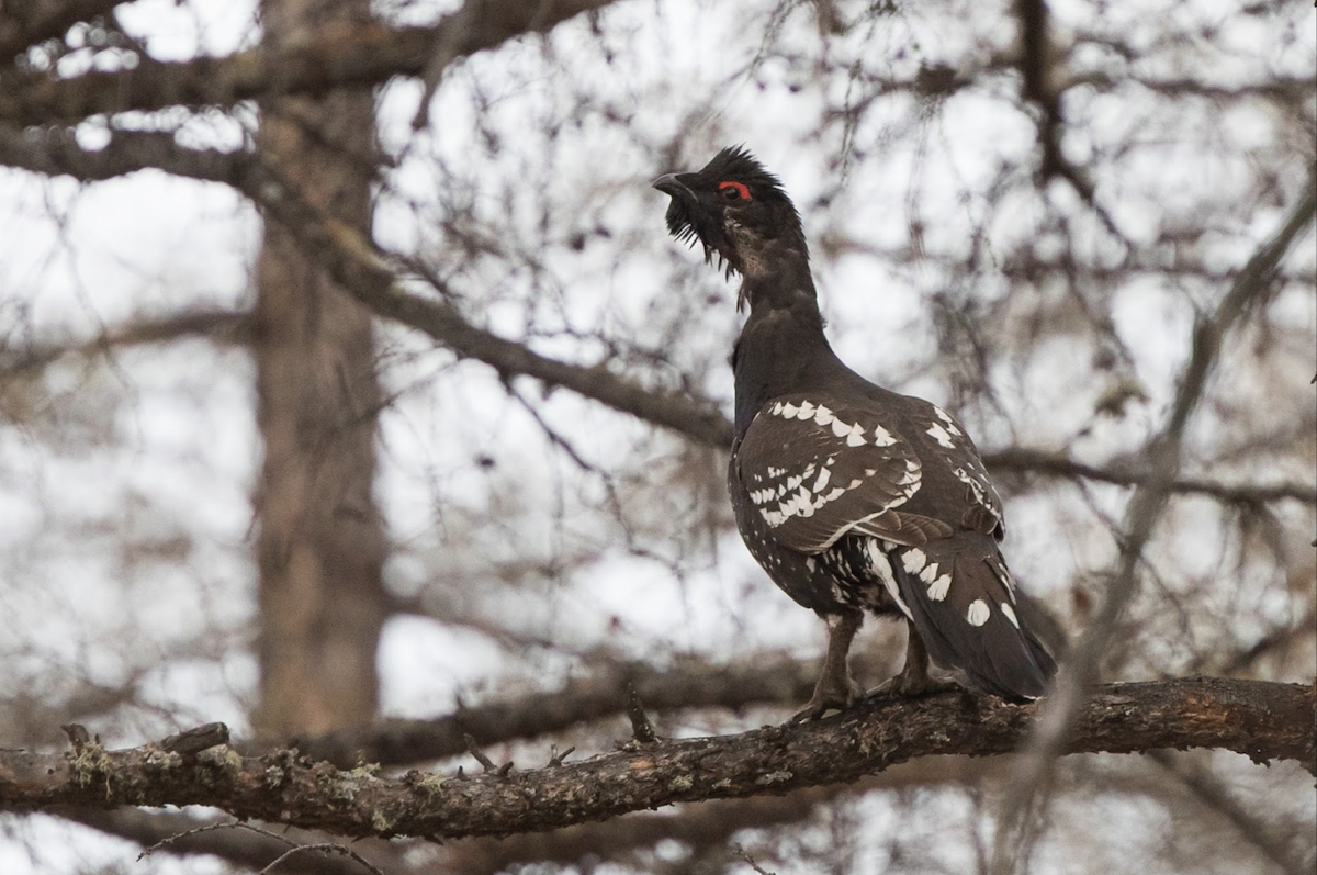 Black-billed Capercaillie - ML240019121