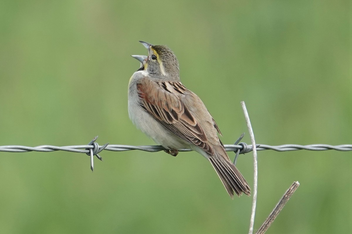 Dickcissel d'Amérique - ML240020321