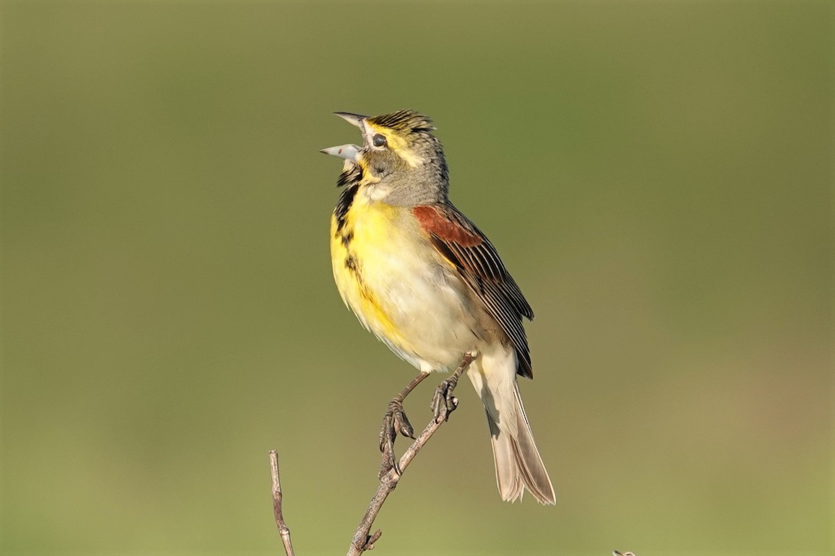 Dickcissel - Mark Robbins