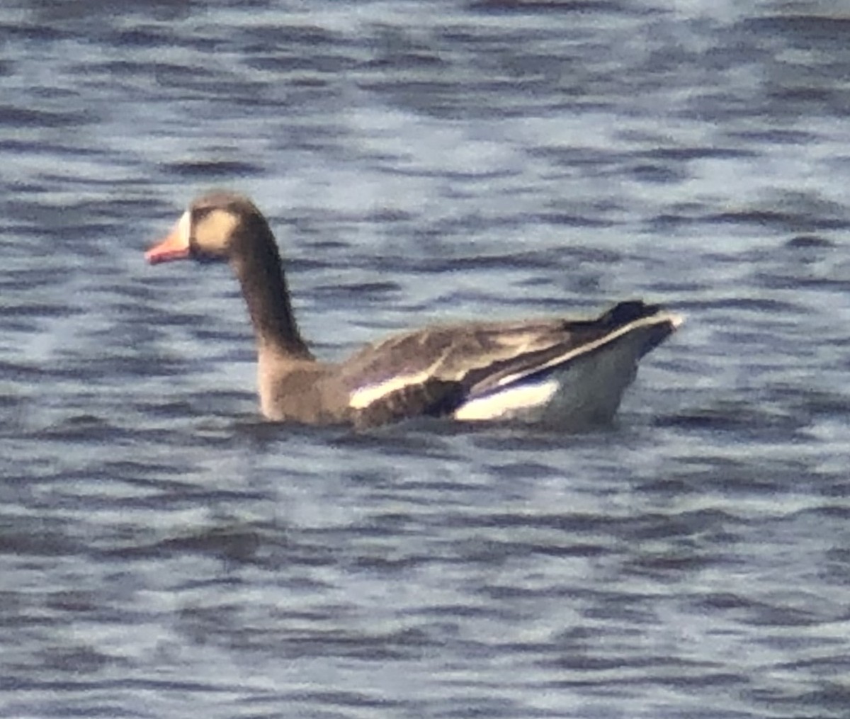 Greater White-fronted Goose - Alec Hopping