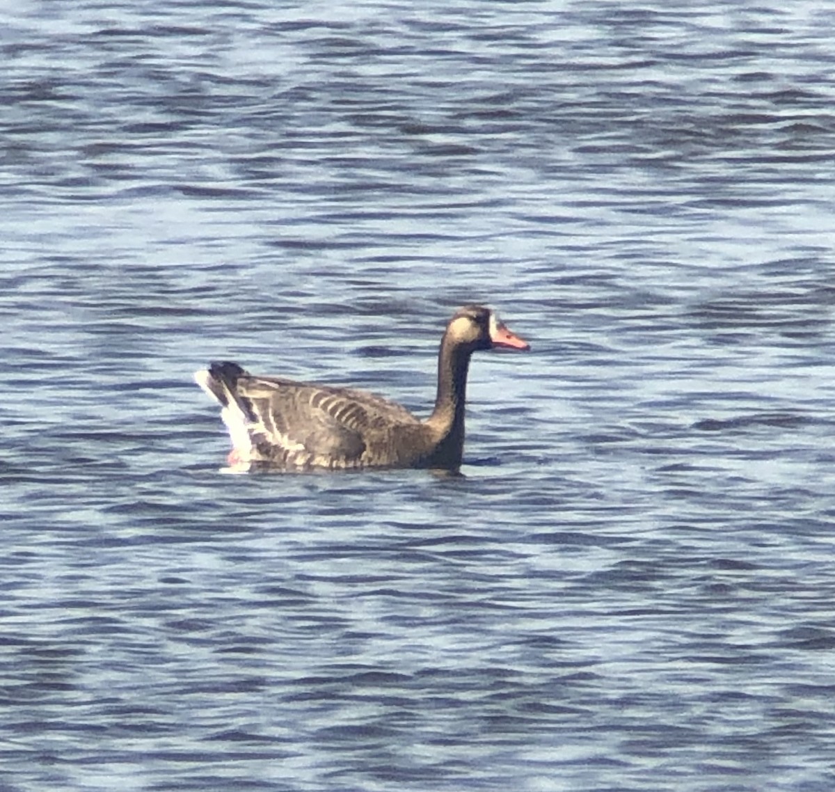 Greater White-fronted Goose - Alec Hopping