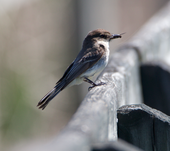 Eastern Phoebe - ML240022781