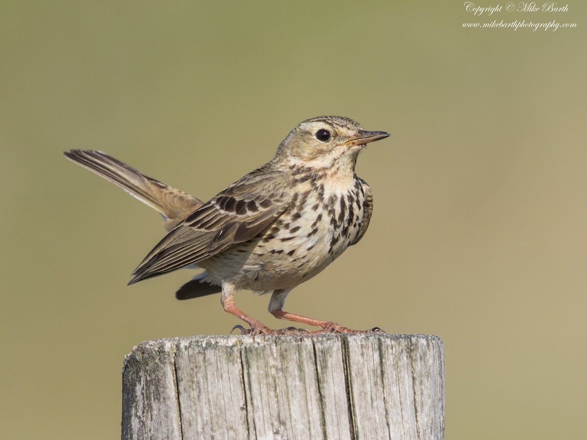 Meadow Pipit - ML240025771