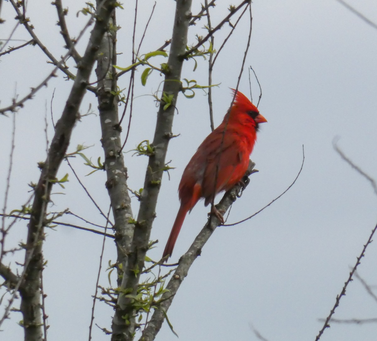 Northern Cardinal - ML240028411
