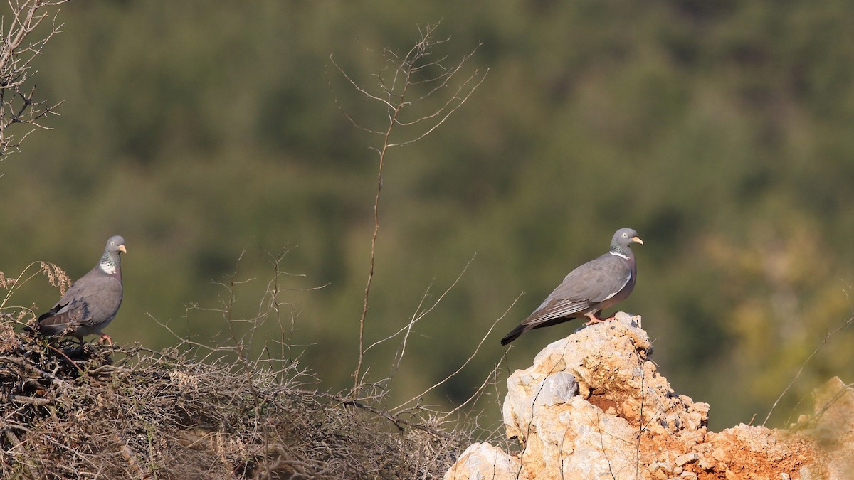 Common Wood-Pigeon - Tuncer Tozsin