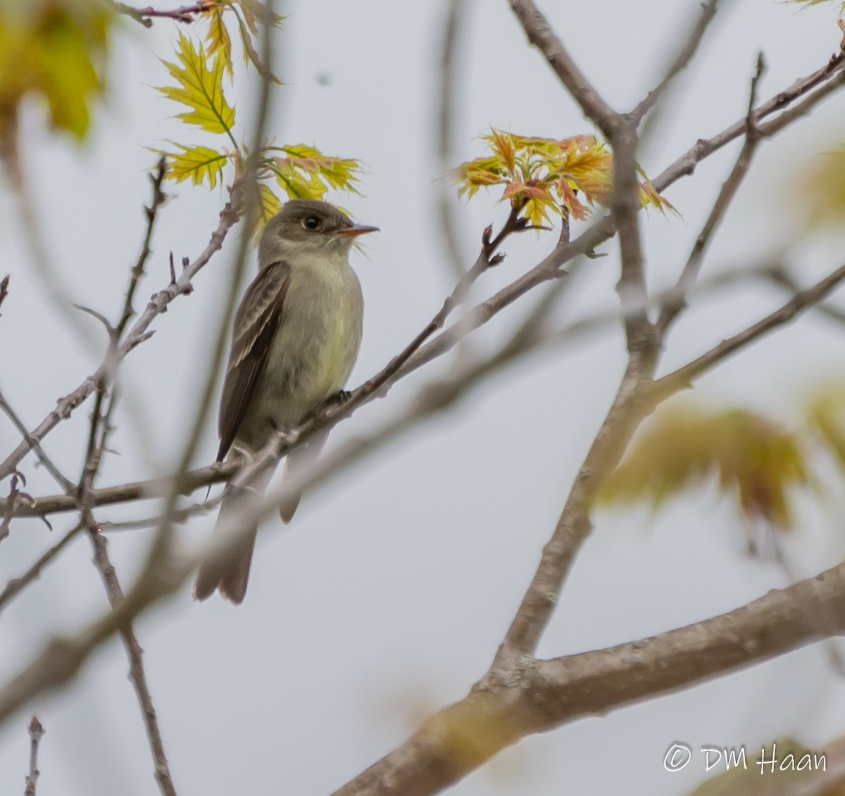 Eastern Wood-Pewee - ML240030831